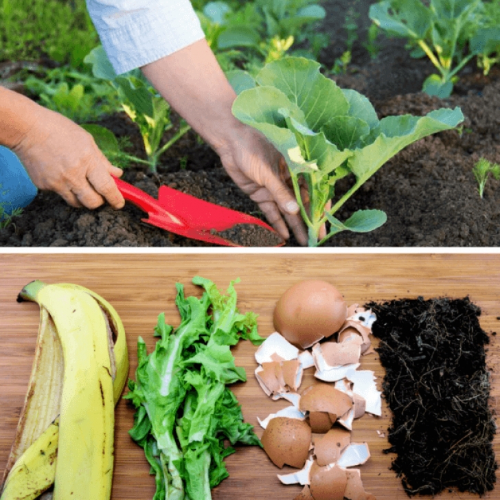 Best Natural Fertilizer For Vegetable Garden 5 Of The World'S Best Homemade Vegetable Garden Fertilizers Image 153