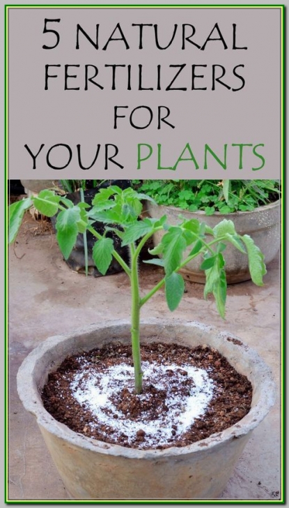 Best Natural Fertilizer For Vegetable Garden Garden Fertilizer - Organic Gardening Tips You Can Try Picture 764