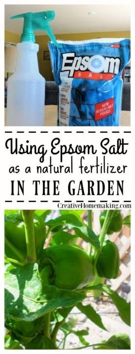 Best Natural Fertilizer For Vegetable Garden Using Epsom Salt As A Natural Fertilizer In The Garden Picture 902