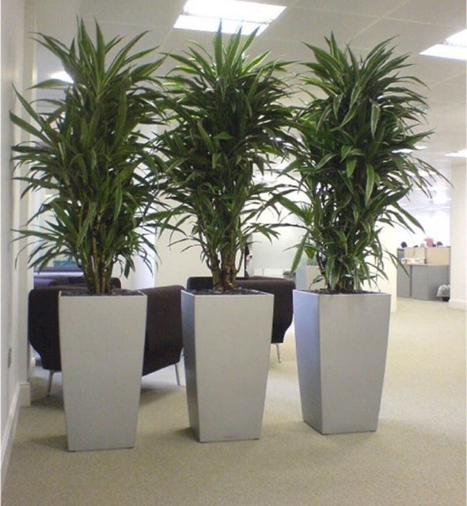 Best No Light Plants Beautiful Office Plants Without The Worry In 2020 | Tall Picture 517
