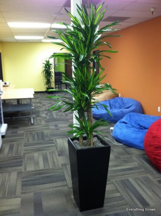 Best No Light Plants Everything Grows: New, Hip And Hardy: Dracaena Rikki Image 573