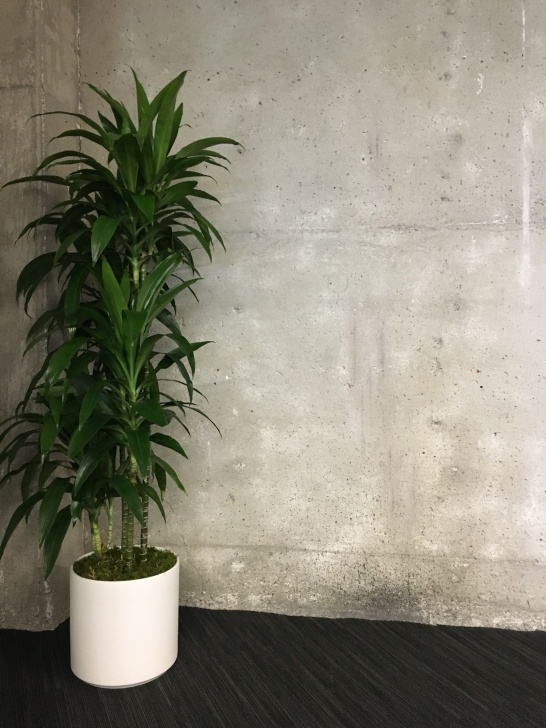 Best No Light Plants Office Greenery: The Best Plants For Offices With No Sun Picture 376
