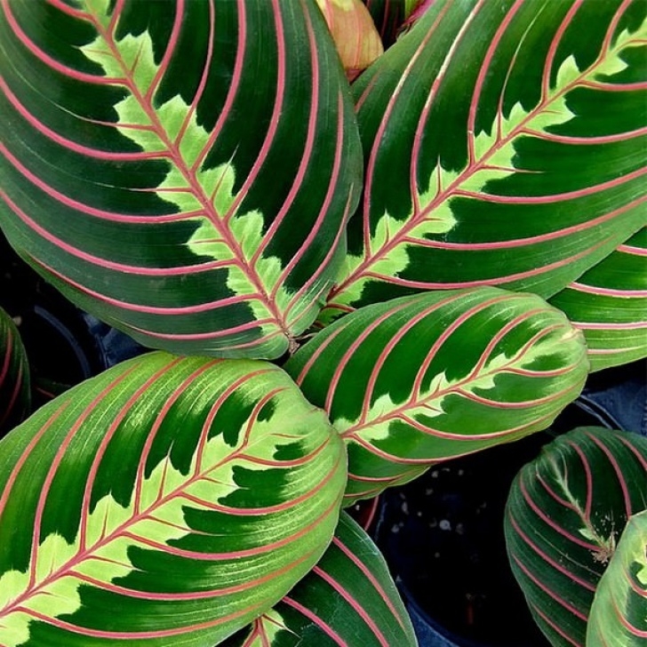 Best No Light Plants Plants That Grow Without Sunlight | 17 Best Plants To Grow Picture 829