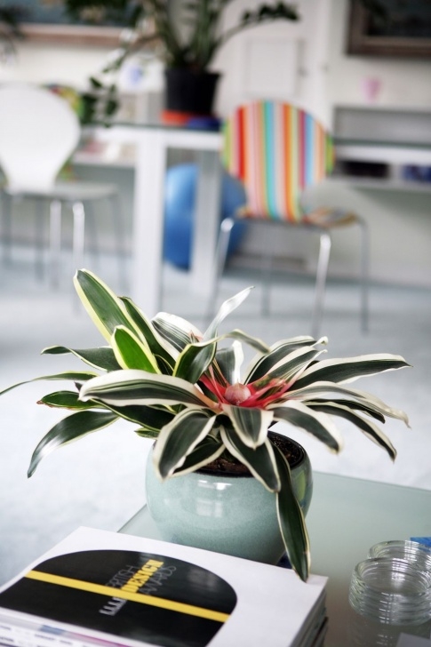 Best No Light Plants Tropical, Colorful, Easy Care Bromeliad Plants Image 699