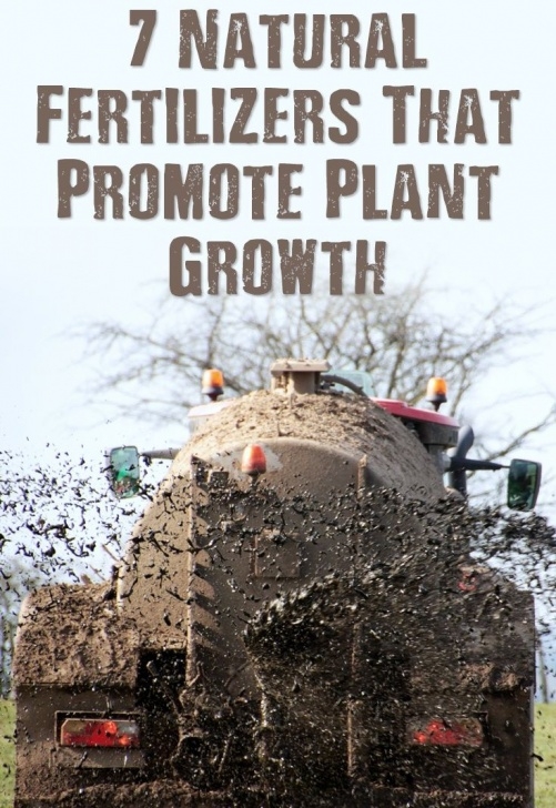Best Organic Fertilizer For Vegetable Garden 7 Natural Fertilizers That Promote Plant Growth | Plant Image 021