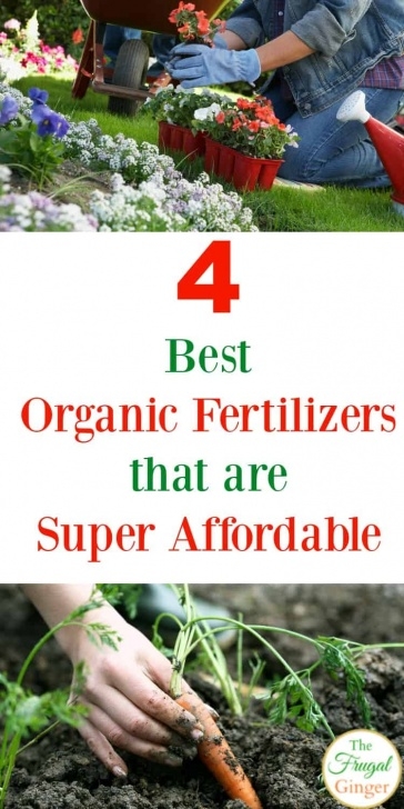 Best Organic Fertilizer For Vegetable Garden Best Organic Fertilizers For Your Garden Image 435