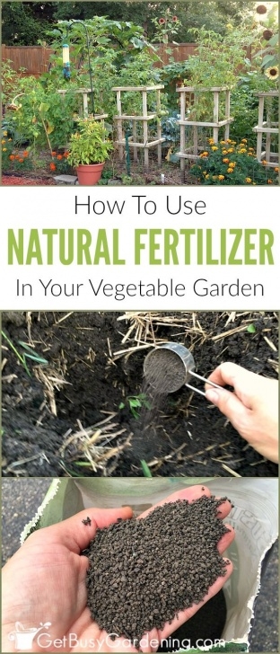 Best Organic Fertilizer For Vegetable Garden How To Use Natural Fertilizer For Garden Vegetables Photo 112