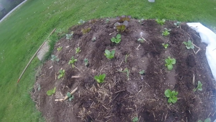 Best Organic Fertilizer For Vegetable Garden Organic Fertilizer For A Safe And Successful Vegetable Image 316