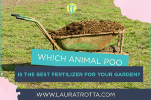 Best Organic Fertilizer For Vegetable Garden Which Animal Poo Is The Best Fertilizer For Your Garden Picture 744 Best Organic Fertilizer For Vegetable Garden Which Animal Poo Is The Best Fertilizer For Your Garden Picture 744