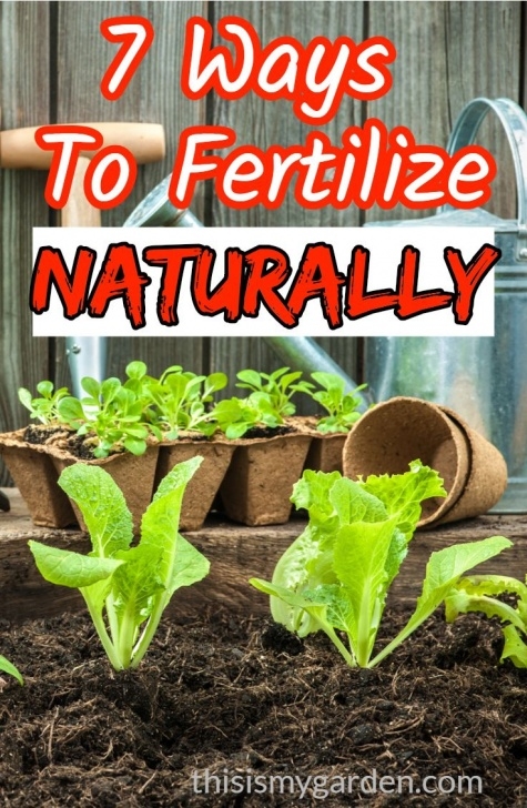 Best Organic Liquid Fertilizer For Vegetables Fertilizing Naturally - 7 Great Ways To Boost Vegetables Photo 354