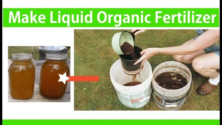 Best Organic Liquid Fertilizer For Vegetables Homemade Organic Liquid Fertilizer For Vegetables Image 551