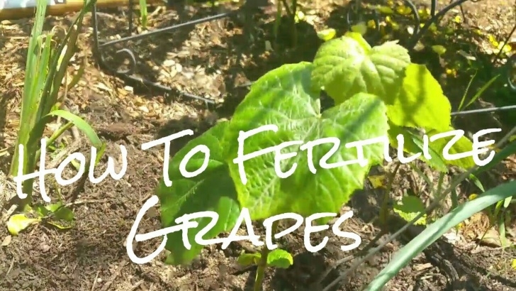 Best Organic Plant Fertilizer How To Fertilize Grapes For Great Production! Fertilizing Picture 946