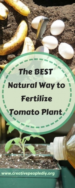 Best Organic Plant Fertilizer The Best Natural Way To Fertilize A Tomato Plant ! | Food Image 149
