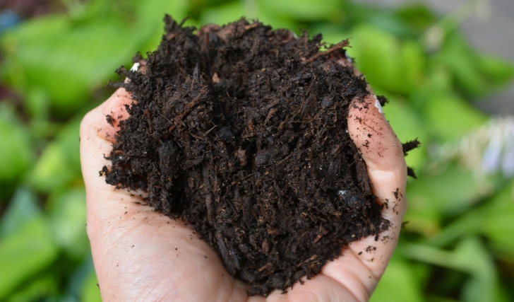 Best Organic Soil For Vegetable Garden Best Chocolate Avocado Smoothie Recipe Picture 390