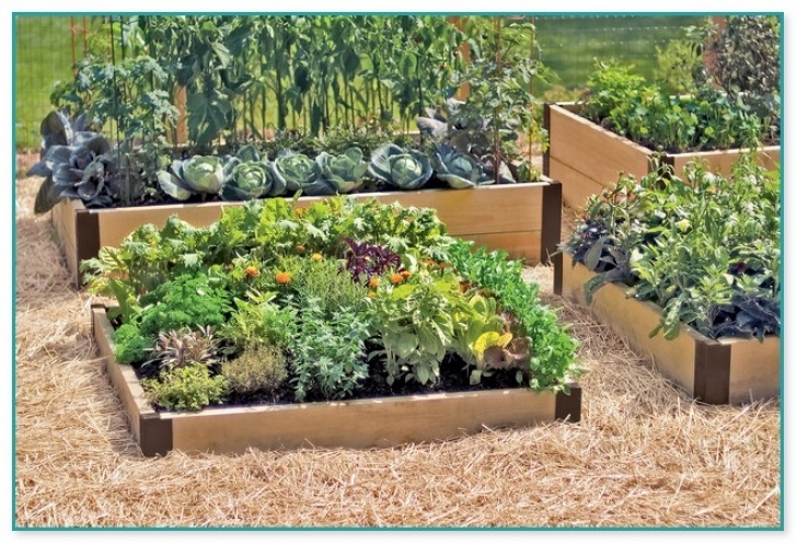 Best Organic Soil For Vegetable Garden Best Organic Fertilizer For Vegetable Garden | Home Image 679