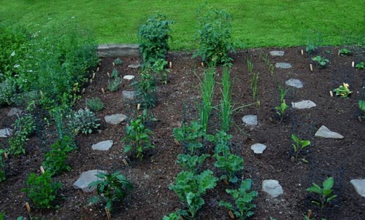 Best Organic Soil For Vegetable Garden Greenerpenny: How To Plan And Plant Your Organic Garden Image 974