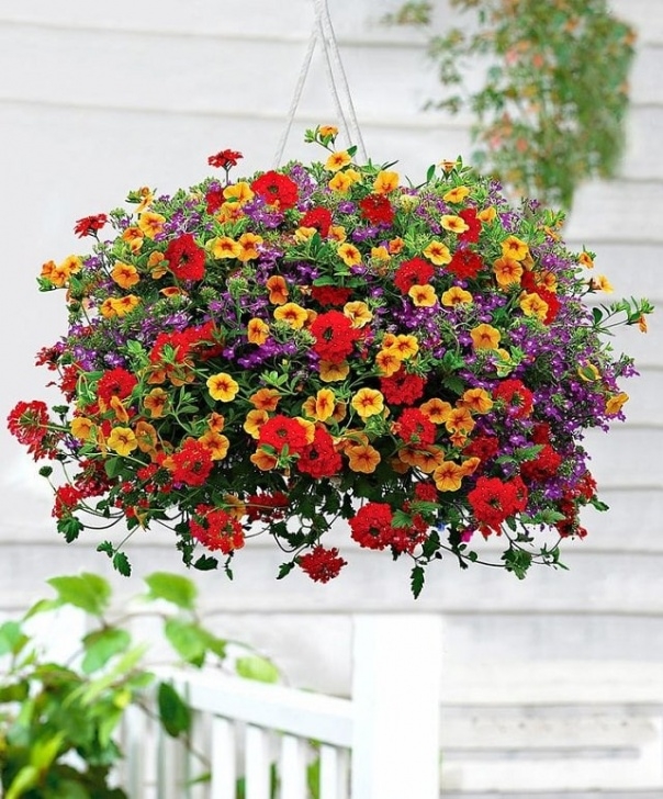 Best Outdoor Hanging Plants Best Plants For Hanging Baskets | Balcony Garden Web Image 725