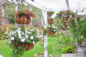 Best Outdoor Hanging Plants Entertaining From An Ethnic Indian Kitchen: Hanging Baskets Image 399