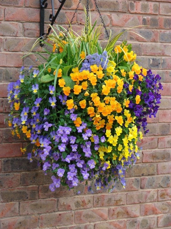 Best Outdoor Hanging Plants Hanging Basket Design | Home / Hanging Baskets / Spring Image 513