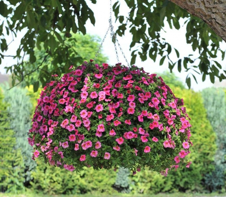 Best Outdoor Hanging Plants Hanging Flower Baskets : 5 Secrets The Pros Use | The Photo 944