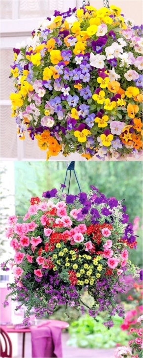 Best Outdoor Hanging Plants How To Plant Beautiful Flower Hanging Baskets ( &amp; 20+ Best Image 518