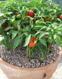 Best Peppers To Grow Growing Peppers From Sowing To Harvest Picture 999 Best Peppers To Grow Growing Peppers From Sowing To Harvest Picture 999