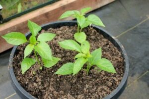 Best Peppers To Grow In Containers Planting Guide - Starting Peppers From Seed - Dig For Your Photo 776