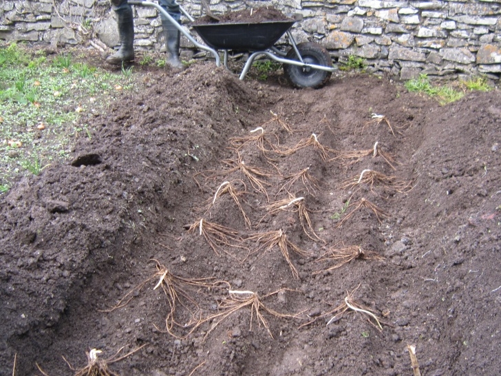 Best Place To Plant Asparagus April | 2012 | Mornington House Blog Picture 614