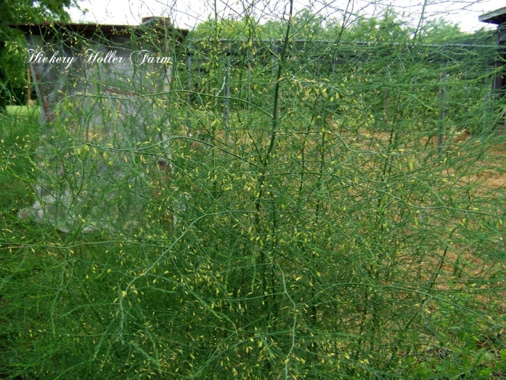 Best Place To Plant Asparagus Hickery Holler Farm: Everything Asparagus Image 742
