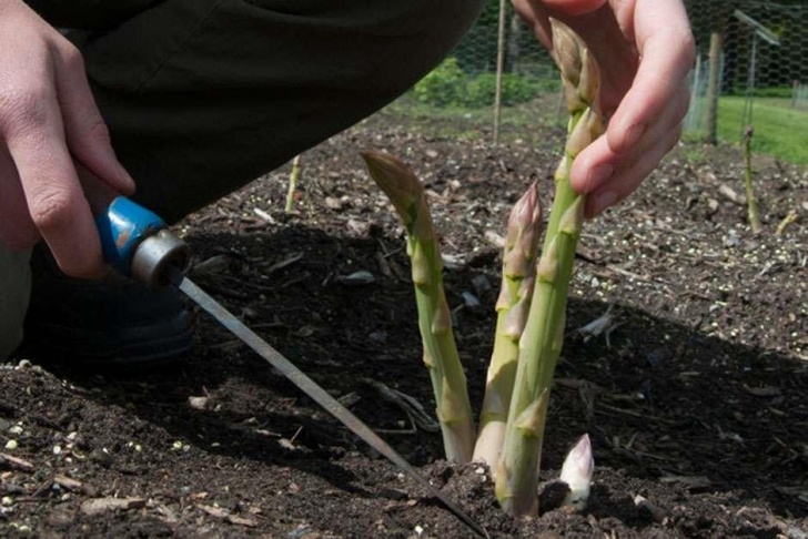 Best Place To Plant Asparagus How To Grow Asparagus / Rhs Gardening Picture 627