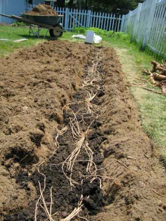 Best Place To Plant Asparagus How To Plant Asparagus Crowns |The Garden Of Eaden Picture 762