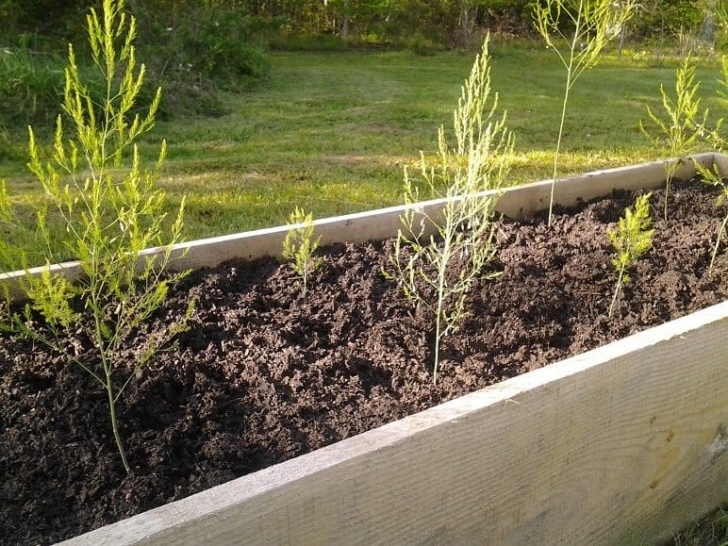 Best Place To Plant Asparagus How To Plant Asparagus In A Raised Bed Photo 476