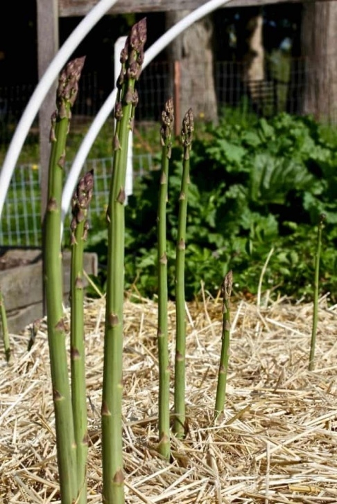 Best Place To Plant Asparagus Plant Asparagus From Bare Root Crowns | Homemade Food Junkie Photo 014