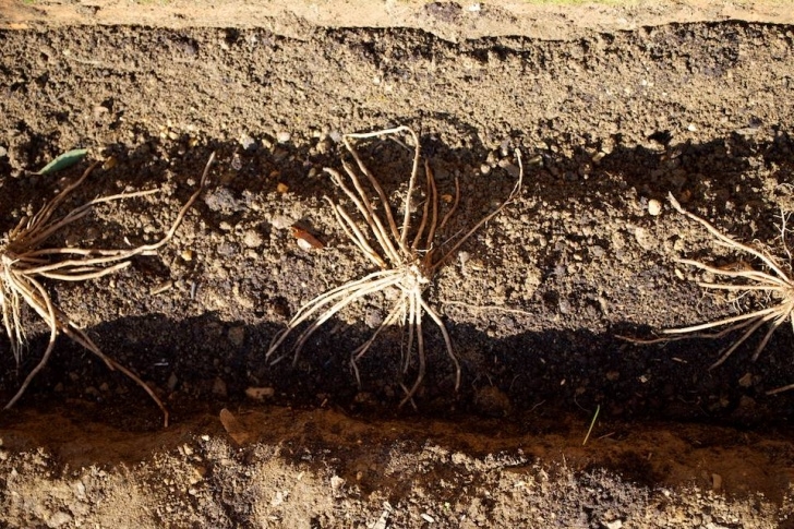 Best Place To Plant Asparagus Planting Asparagus: A La Monty Don - Oxonian Gardener Photo 525