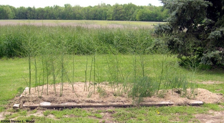 Best Place To Plant Asparagus Senior Gardening: Growing Asparagus Image 033