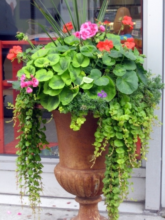 Best Plants For Container Gardening 10 Spectacular Container Gardening Ideas Picture 565