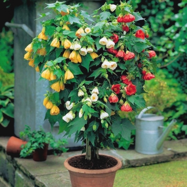 Best Plants For Container Gardening 25 Inspirations Of Tall Outdoor Potted Plants Image 386