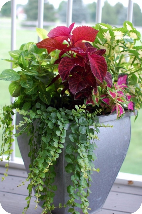 Best Plants For Container Gardening 33 Shades Of Green: Container Gardening Picture 377