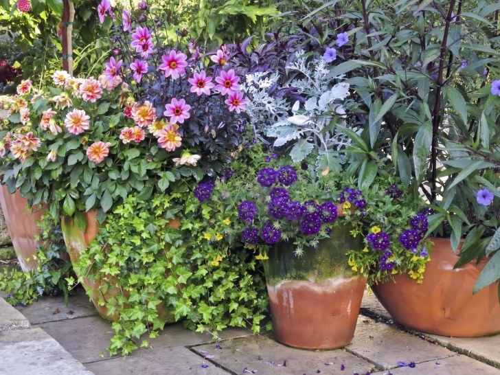 Best Plants For Container Gardening Container Garden Placement - Learn How To Plant A Photo 542