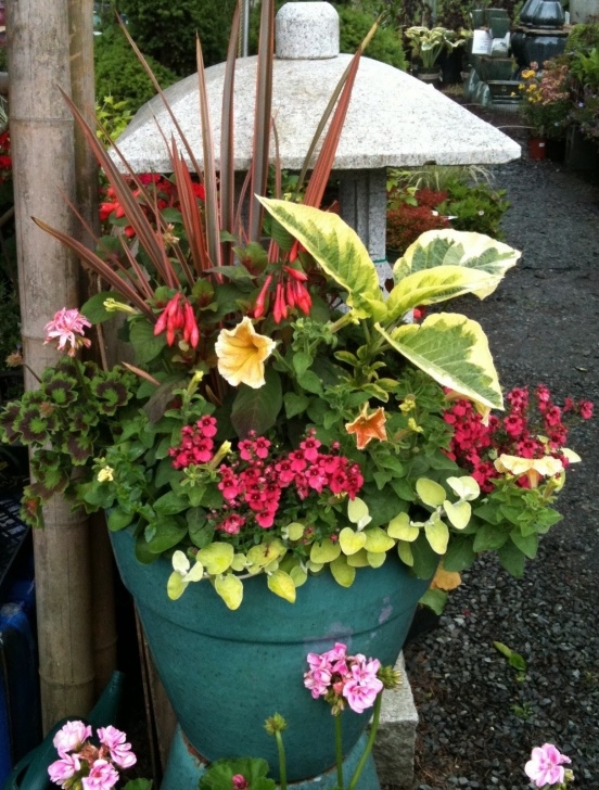 Best Plants For Container Gardening Container Garden Tips ~ The Fancy Flora Picture 850
