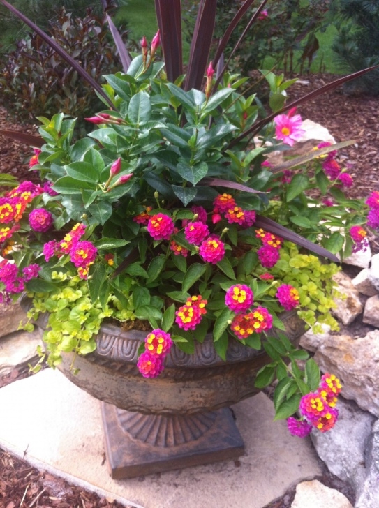 Best Plants For Container Gardening How To Change The Color Of Your Hydrangeas Like Magic Photo 077