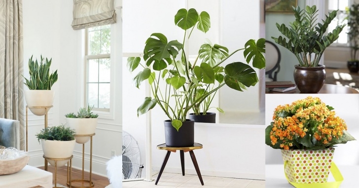 Best Plants For Home Garden 19 Best Low Maintenance Houseplants | Balcony Garden Web Picture 744