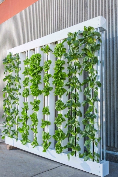 Best Plants For Home Garden 25 Of The Best Plants For Indoor Hydroponic Gardens Picture 499