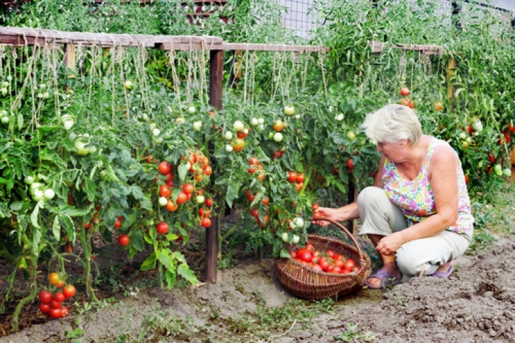 Best Plants For Home Garden Ten Vegetables For Kitchen Garden Of North India - Acegardener Photo 217