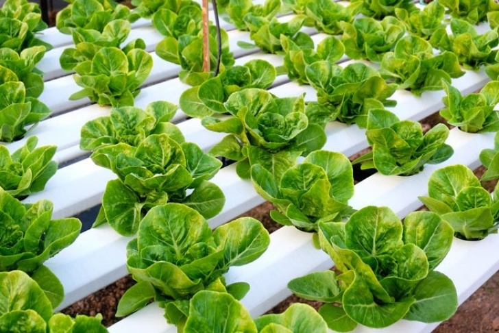 Best Plants For Hydroponics 14 Best Plants To Grow In Your Hydroponics Garden Picture 945
