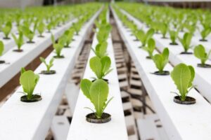 Best Plants For Hydroponics 3 Plants That Thrive With Hydroponics | Rimol Greenhouse Photo 666