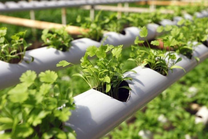 Best Plants For Hydroponics Advantages And Disadvantages Of Hydroponics Farming Photo 145