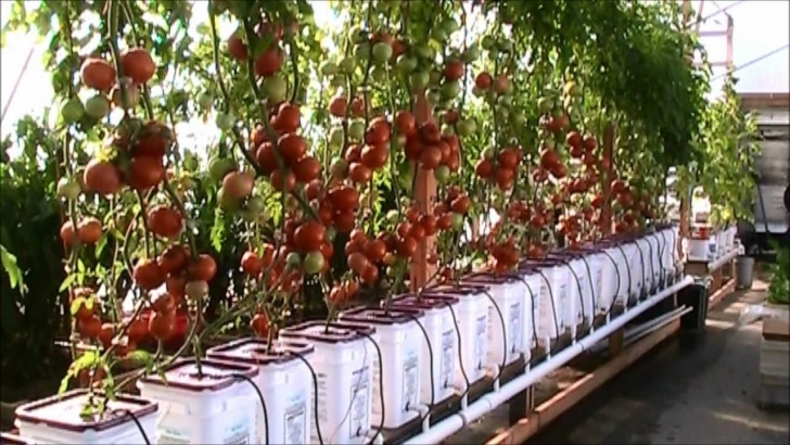 Best Plants For Hydroponics Dutch Bucket Hydroponic Tomatoes - Lessons Learned And A Photo 796
