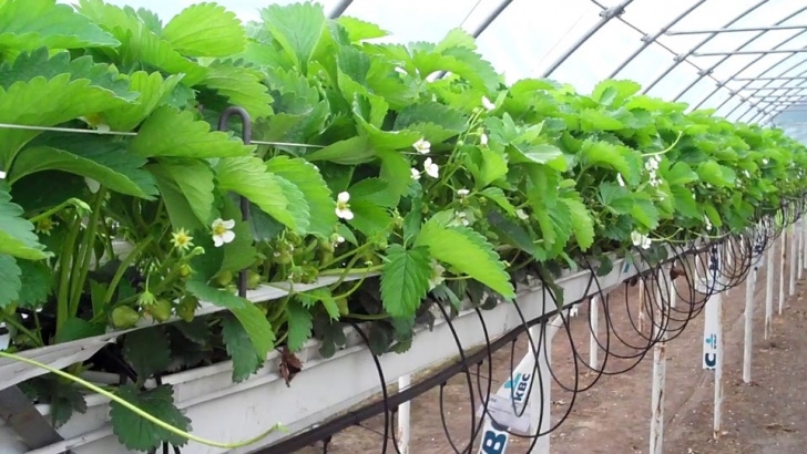 Best Plants For Hydroponics Hydroponic Indoor Gardening Quick Guide For Growers Photo 530
