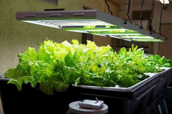 Best Plants For Hydroponics Learn To Create Your Own Grow Lights To Keep Your Indoor Photo 590